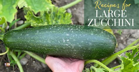 how to use gigantic zucchini.